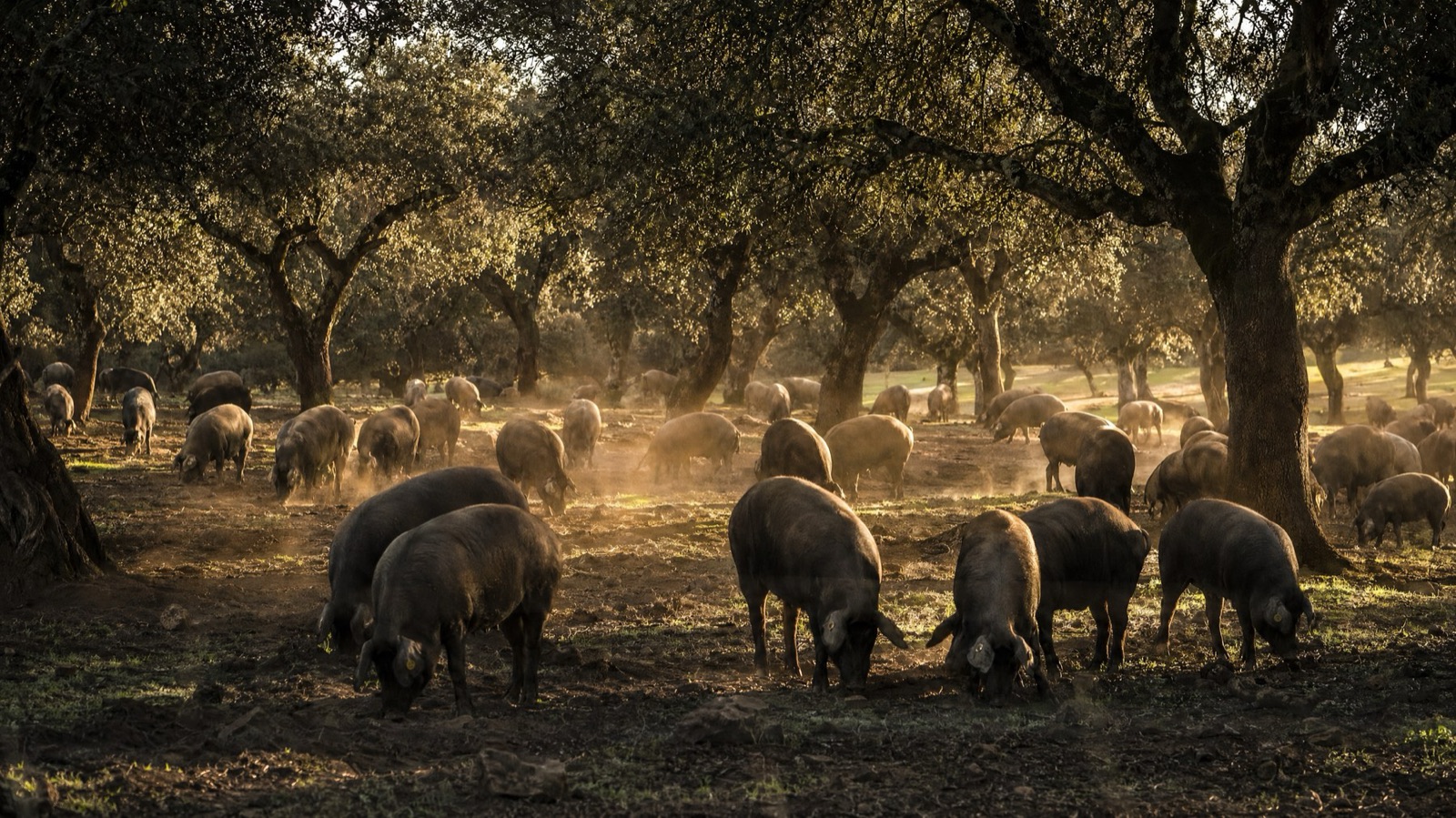 Ganadería extensiva · cerdo ibérico en dehesa
