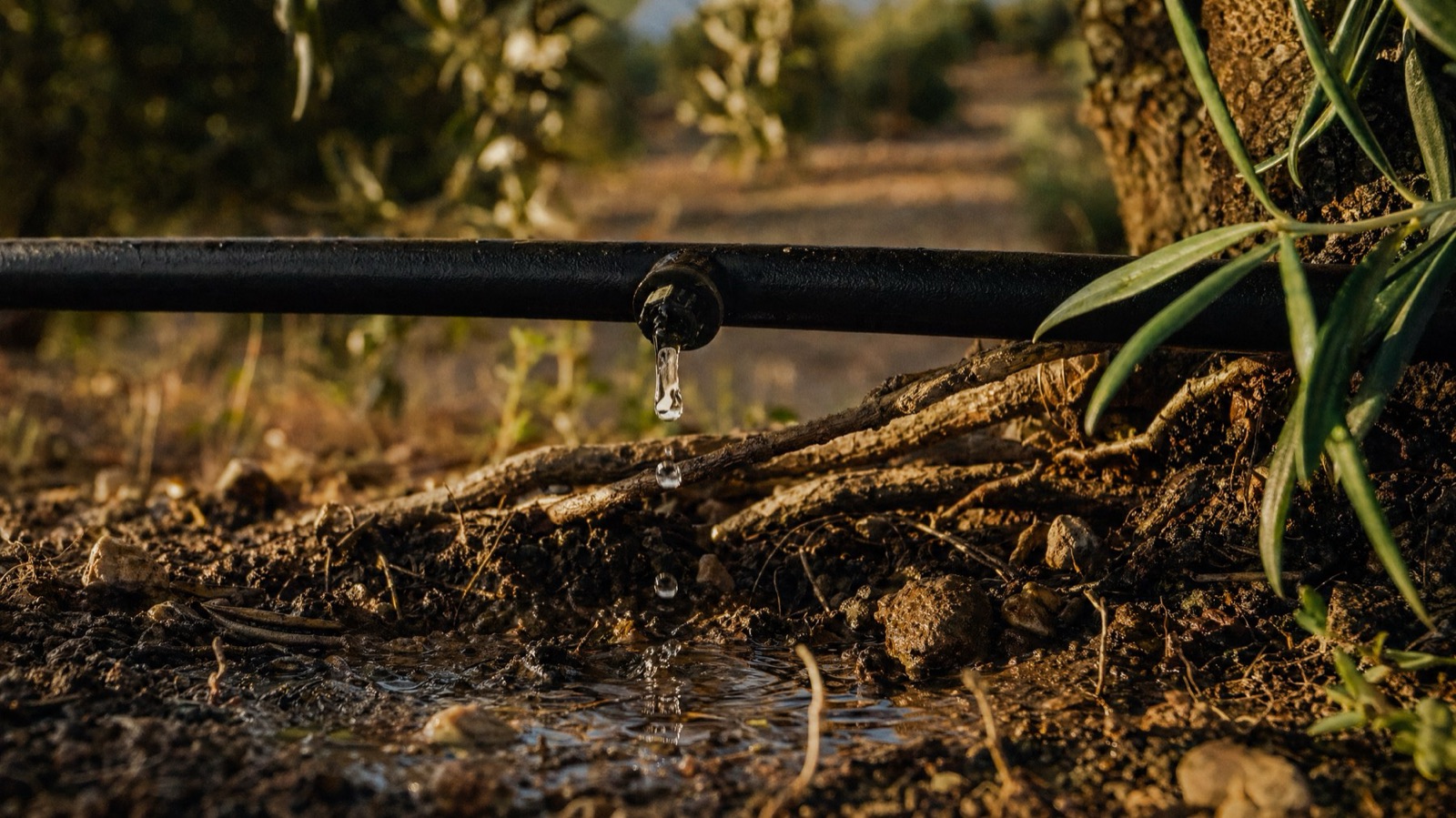 Riego de precisión · gota a gota en olivar