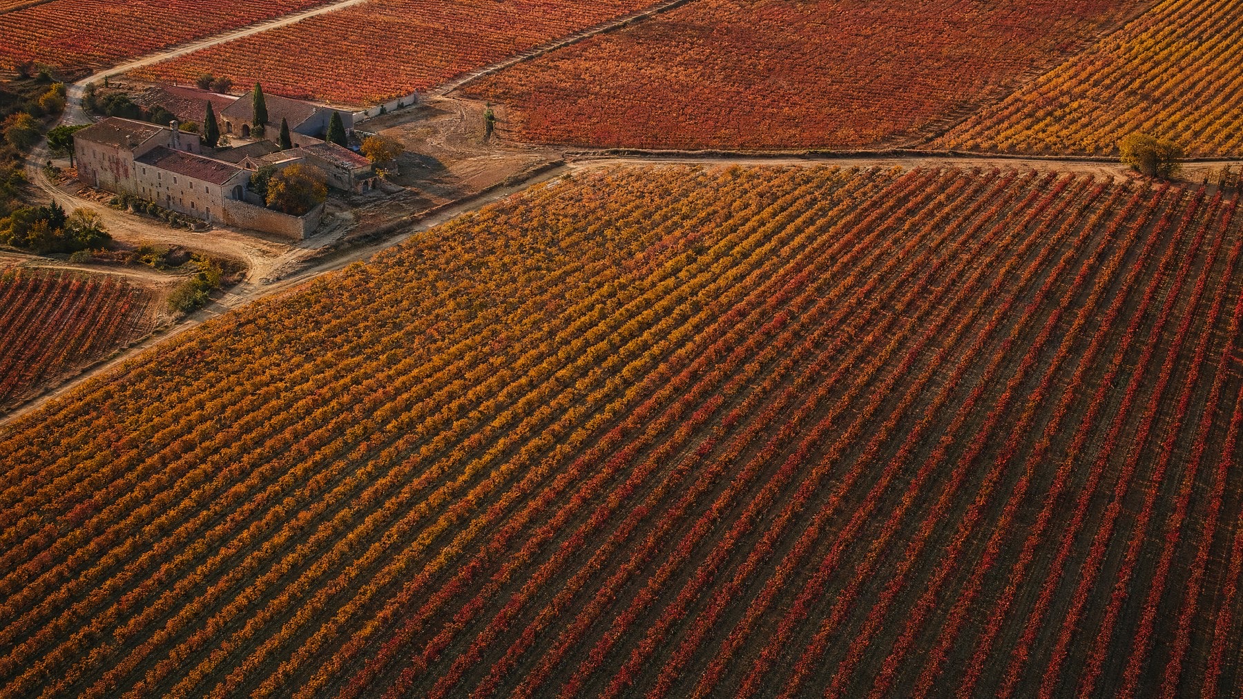 Viñedo · vista aérea en otoño · sur de Europa